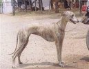 :  > Rampurský chrt (Rampur Greyhound)