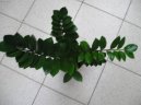:  > Zamiokulkas (Zamioculcas zamiifolia)